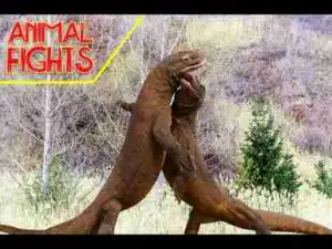 Video: Epic Animal Fights including Komodo Dragon Attack, Bear Fight and Elephant Fight